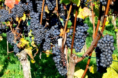 Rotweine aus dem Weinanbaugebiet Mosel-Saar-Ruwer