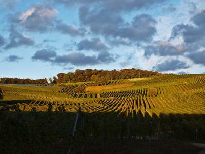 Die Deutschen Weinanbaugebiete